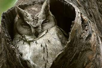 Indian Scops-Owl - greeshma paleeri