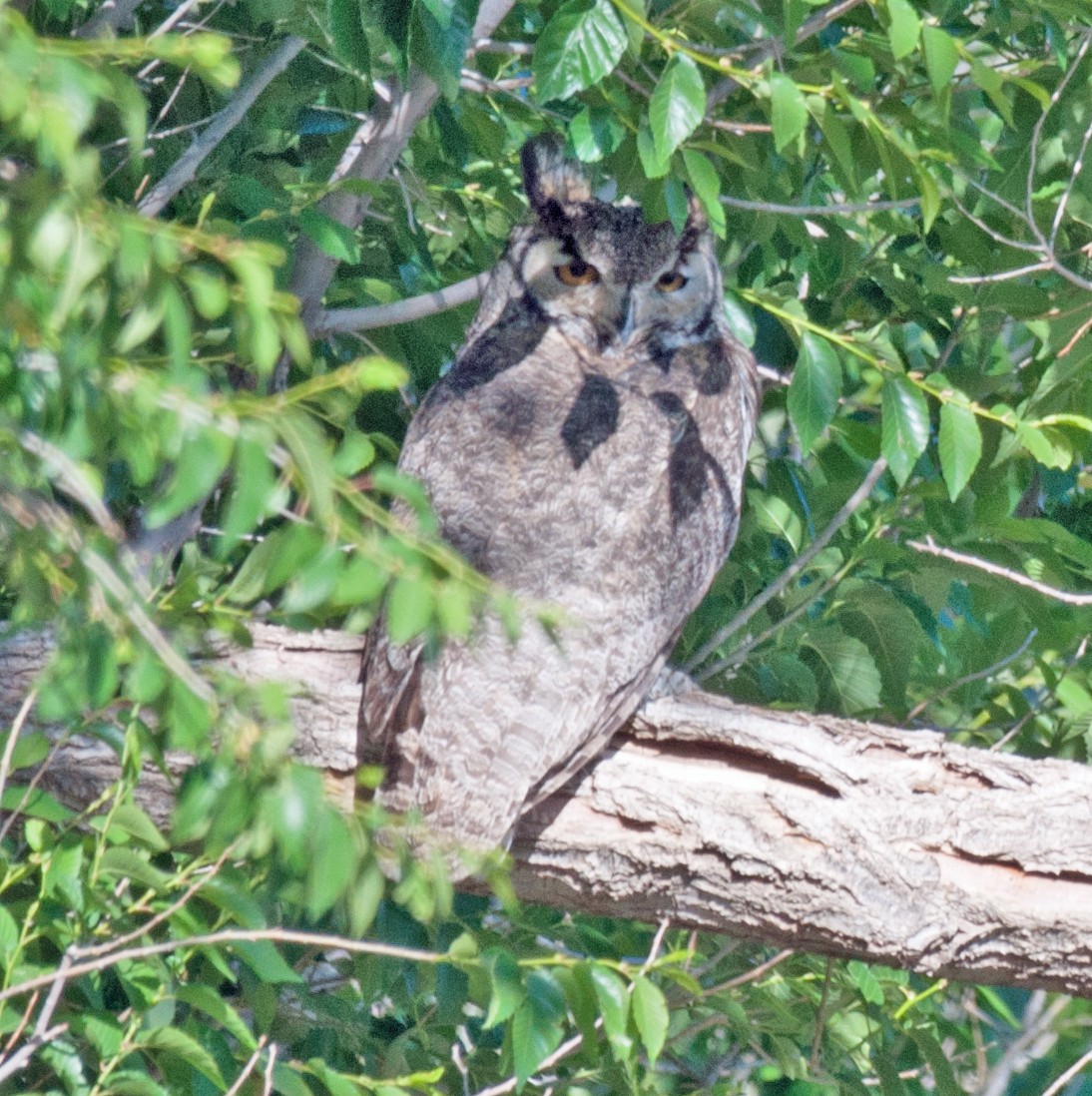 Great Horned Owl - ML81810981