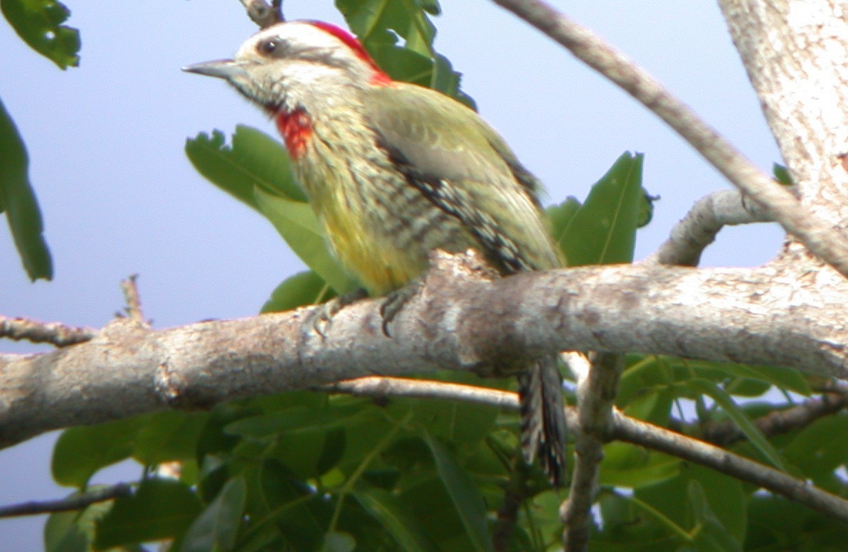Cuban Green Woodpecker - Eric Barnes