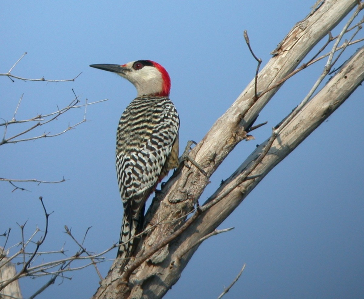 West Indian Woodpecker - ML81811921