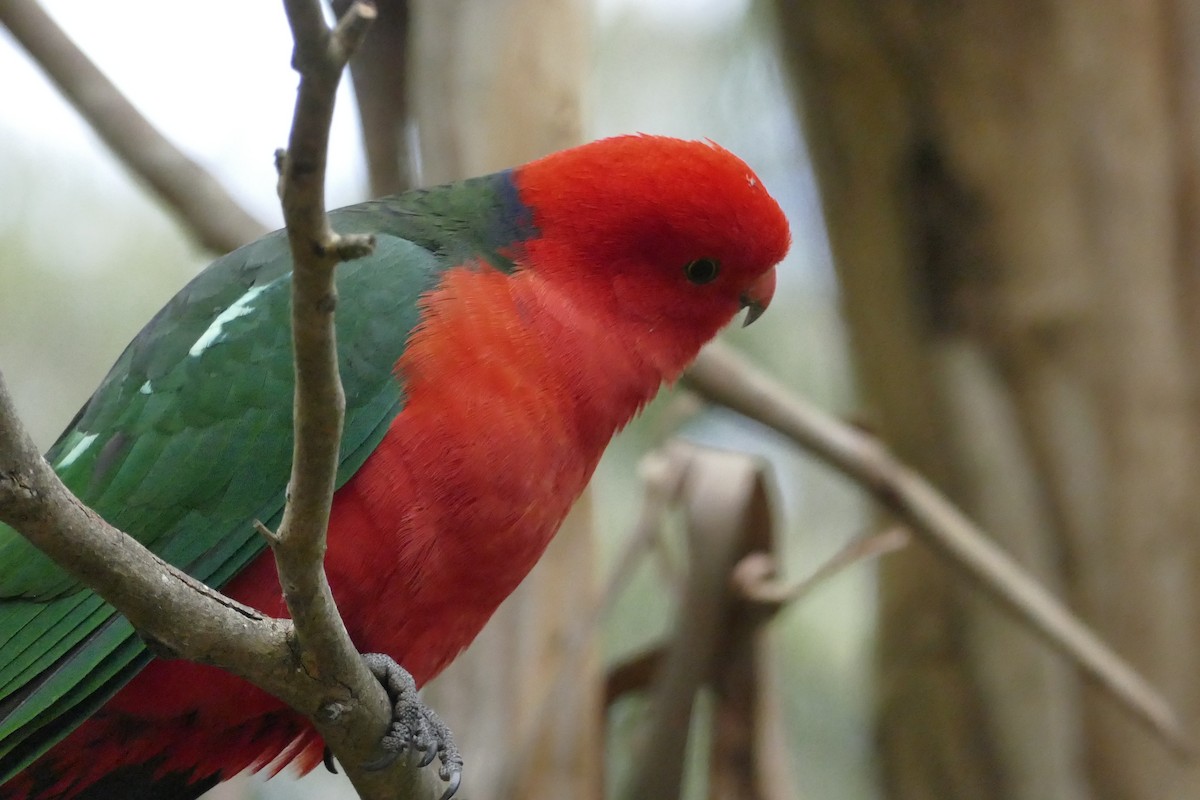 Australian King-Parrot - Andrew Hogg