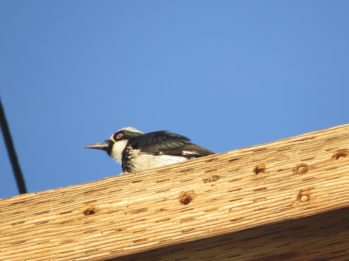 Acorn Woodpecker - ML81815441