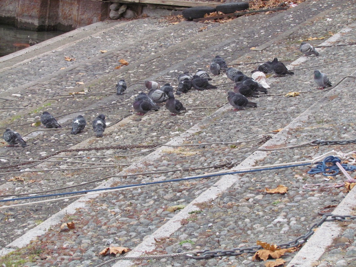 Rock Pigeon (Feral Pigeon) - ML81817141