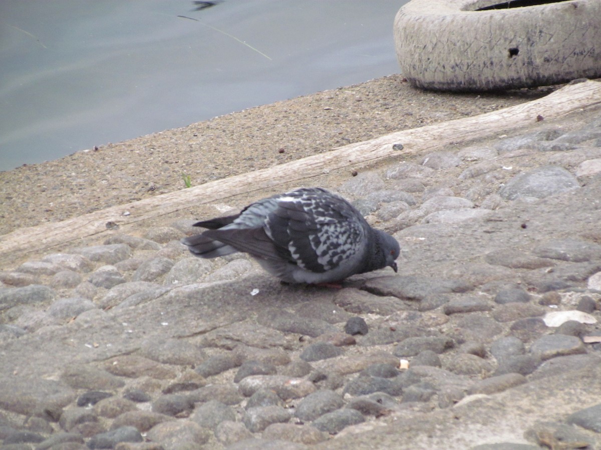 Rock Pigeon (Feral Pigeon) - ML81817221