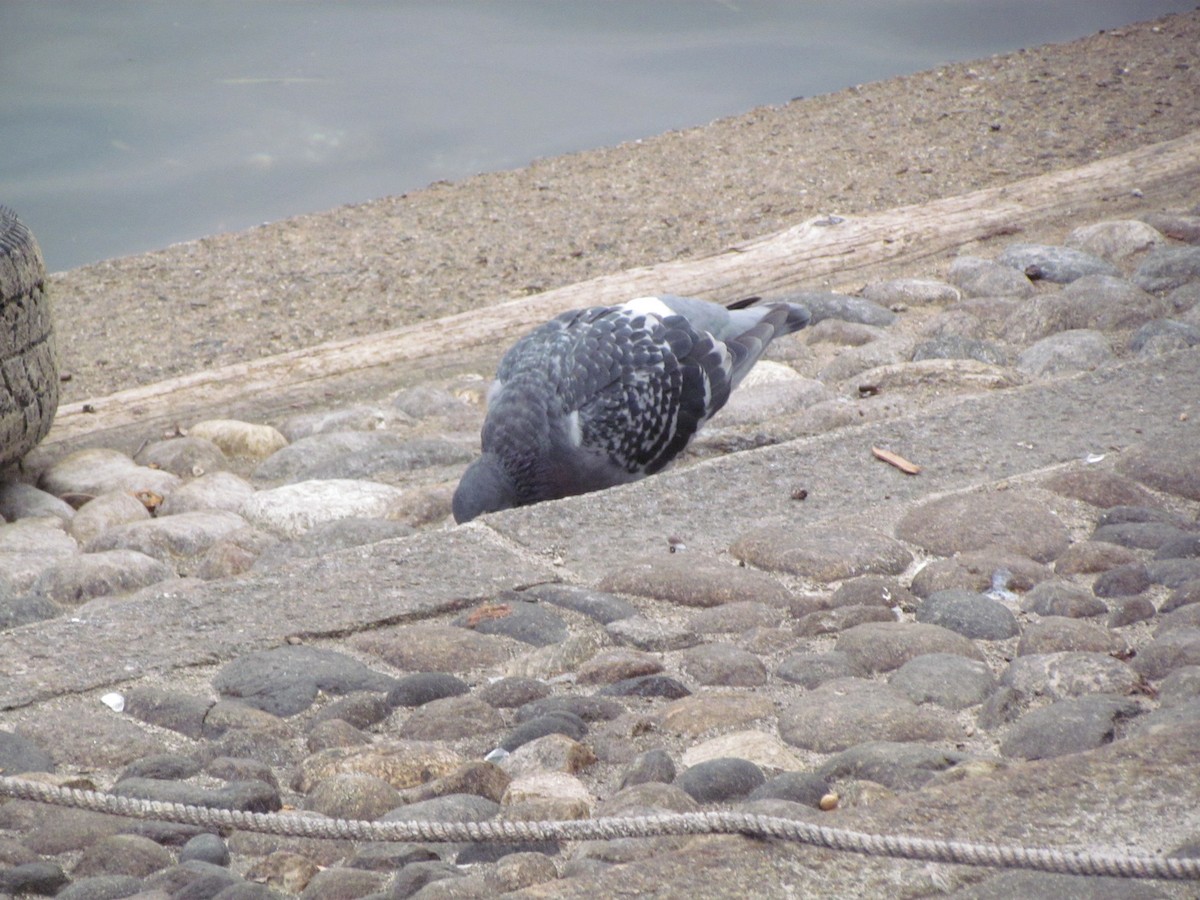 Rock Pigeon (Feral Pigeon) - ML81817241