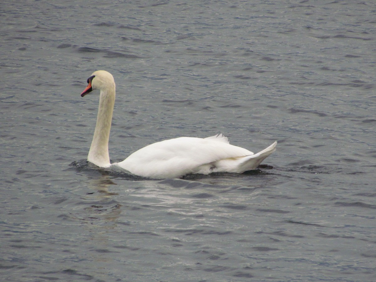 Mute Swan - ML81818201