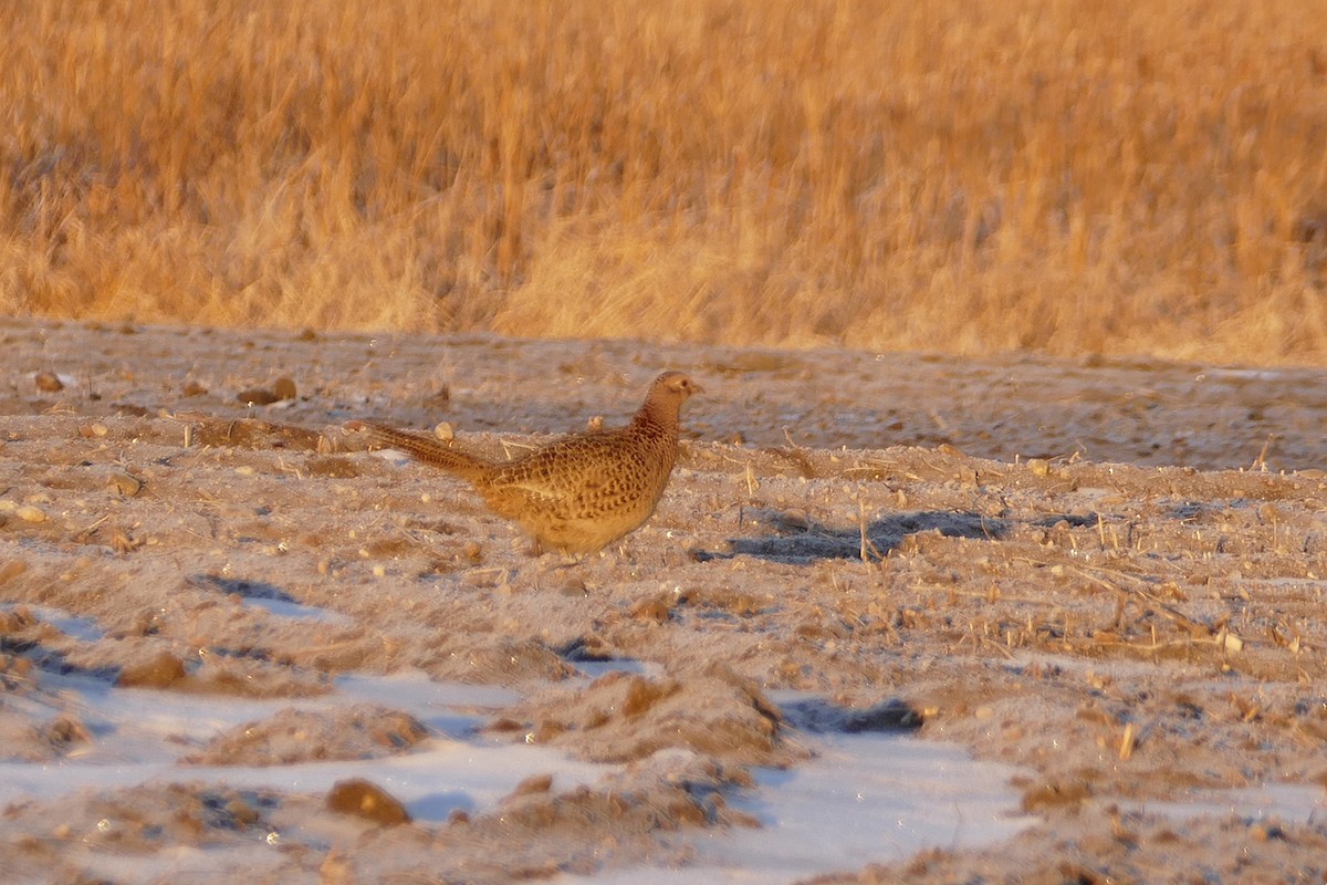 Ring-necked Pheasant - Linn H