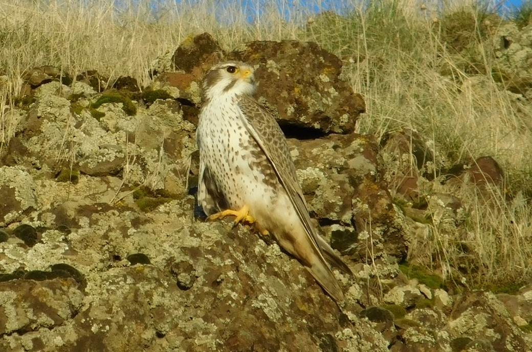 Prairie Falcon - ML81818821