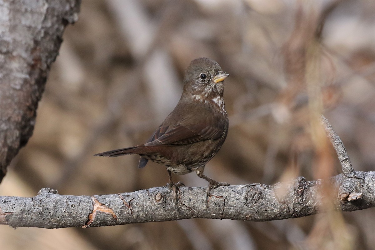 Fox Sparrow (Sooty) - ML81820691
