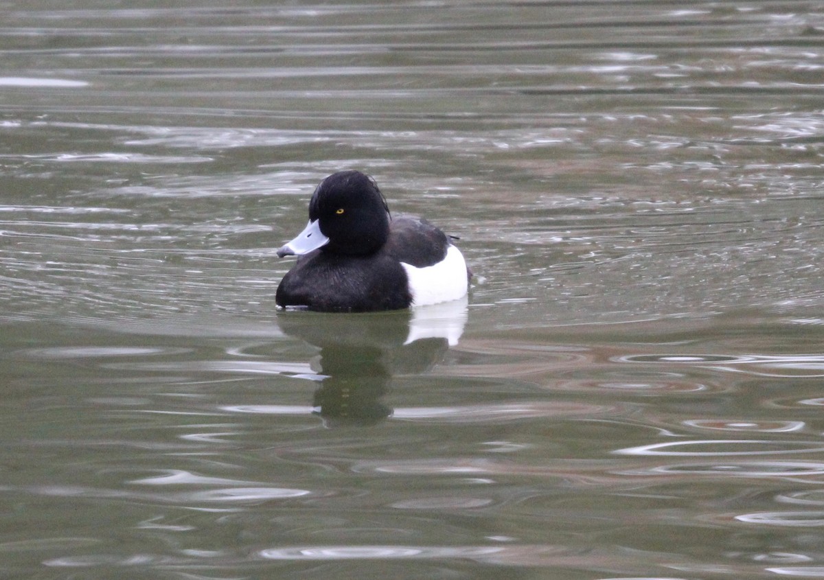 Tufted Duck - Will Cornwell
