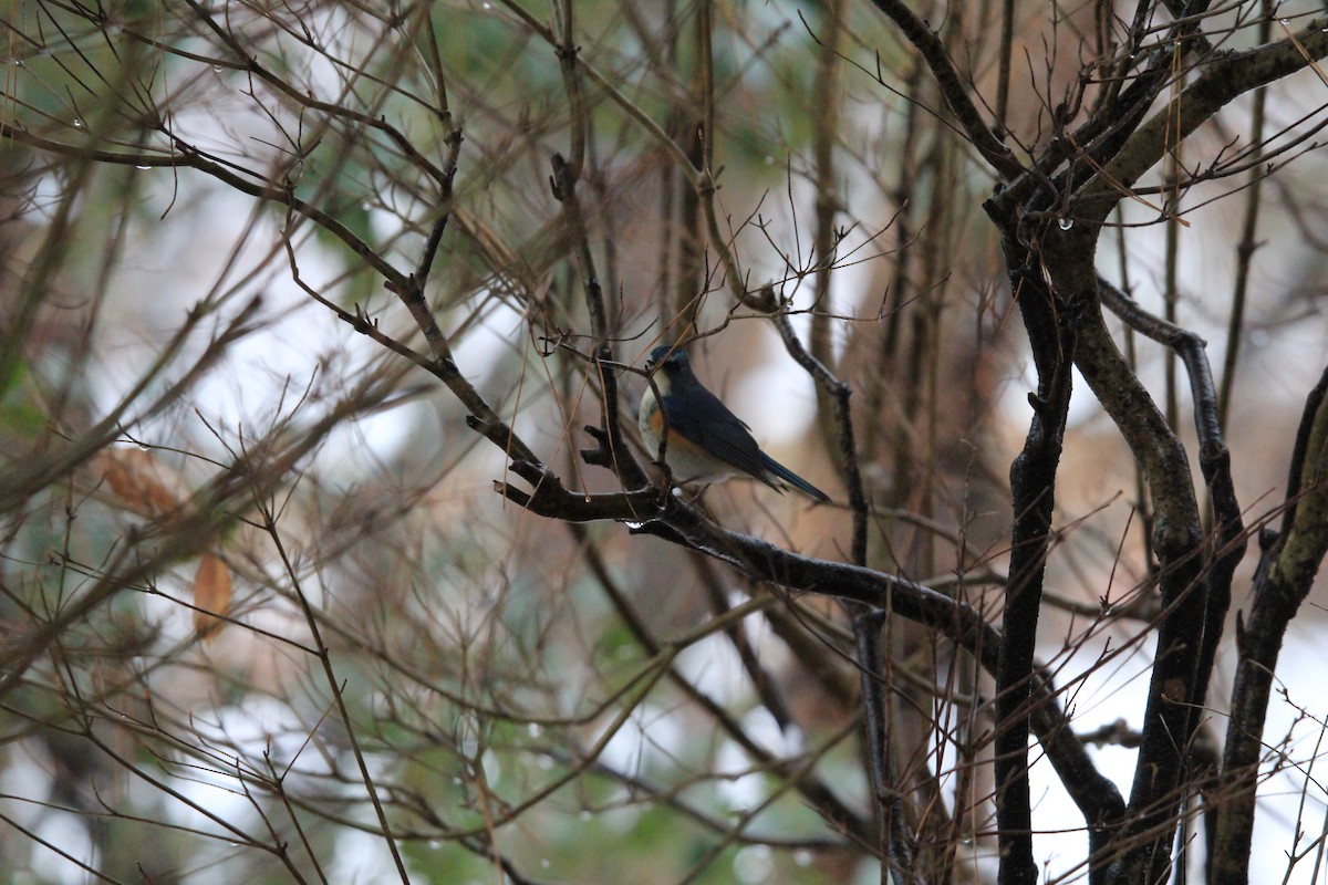 Red-flanked Bluetail - ML81821091