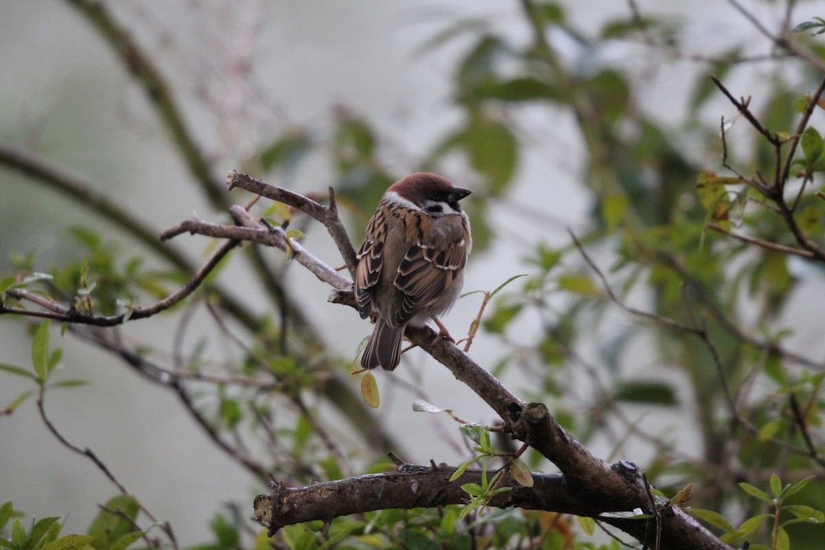 Eurasian Tree Sparrow - Will Cornwell