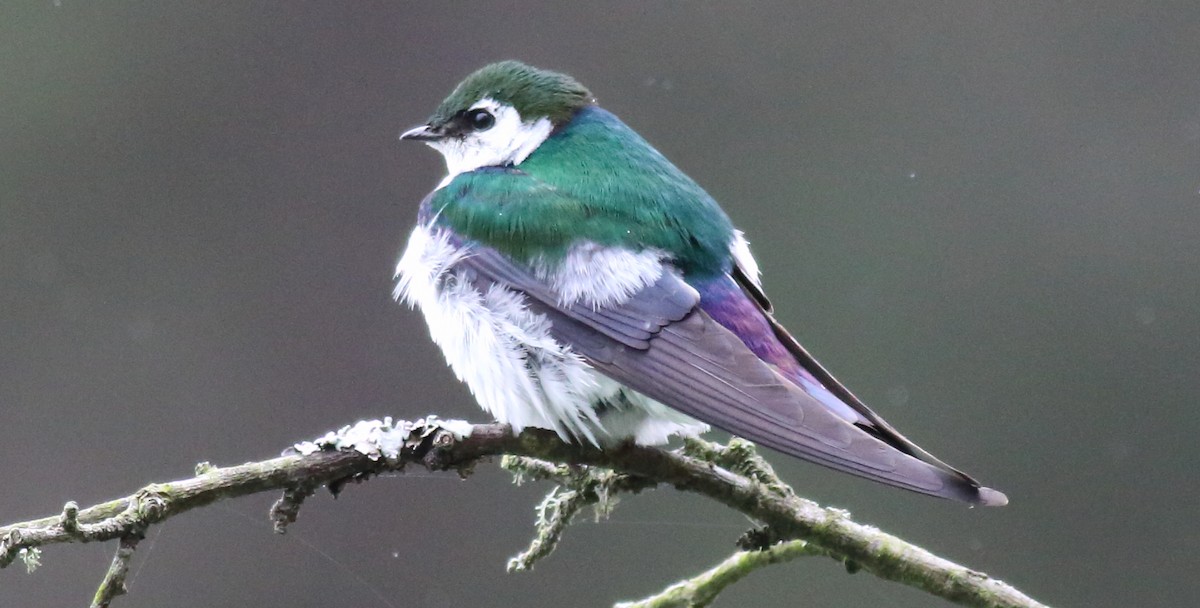 Violet-green Swallow - ML81822571