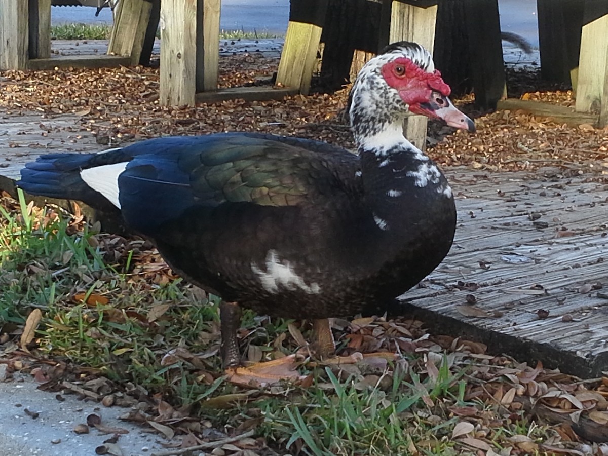 Muscovy Duck (Domestic type) - Gregory Smith