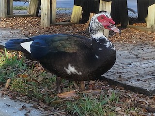 Muscovy Duck (Domestic type), ML81823221