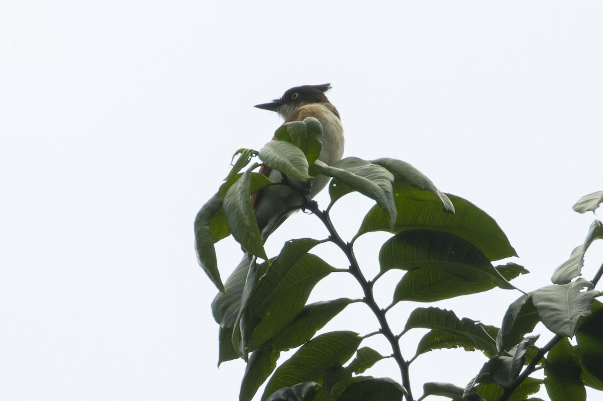 Black-and-white Shrike-flycatcher - ML81824411