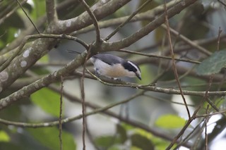  - Gray-green Bushshrike