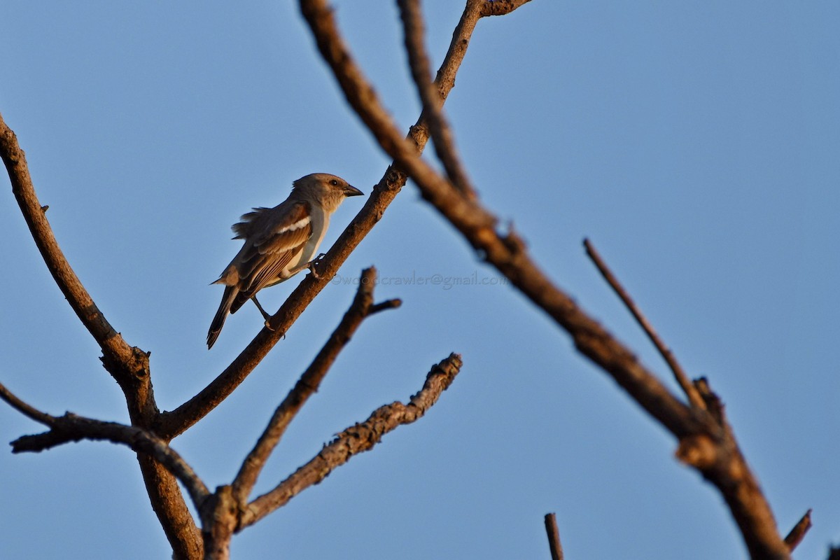 Yellow-throated Sparrow - Rajesh Radhakrishnan