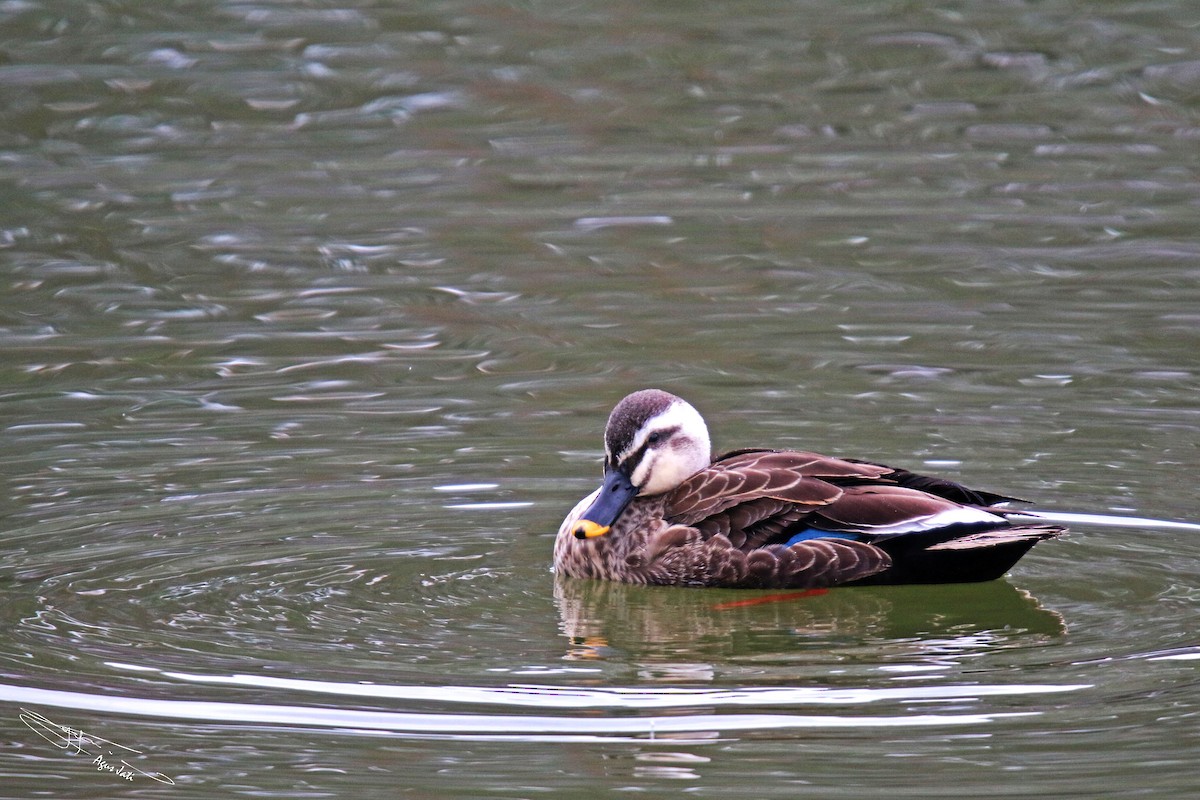 Eastern Spot-billed Duck - Agus Jati
