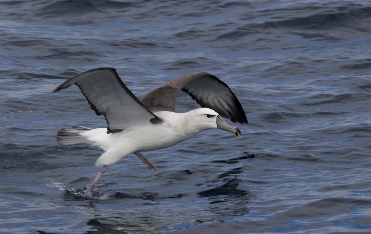 White-capped Albatross - ML81828921