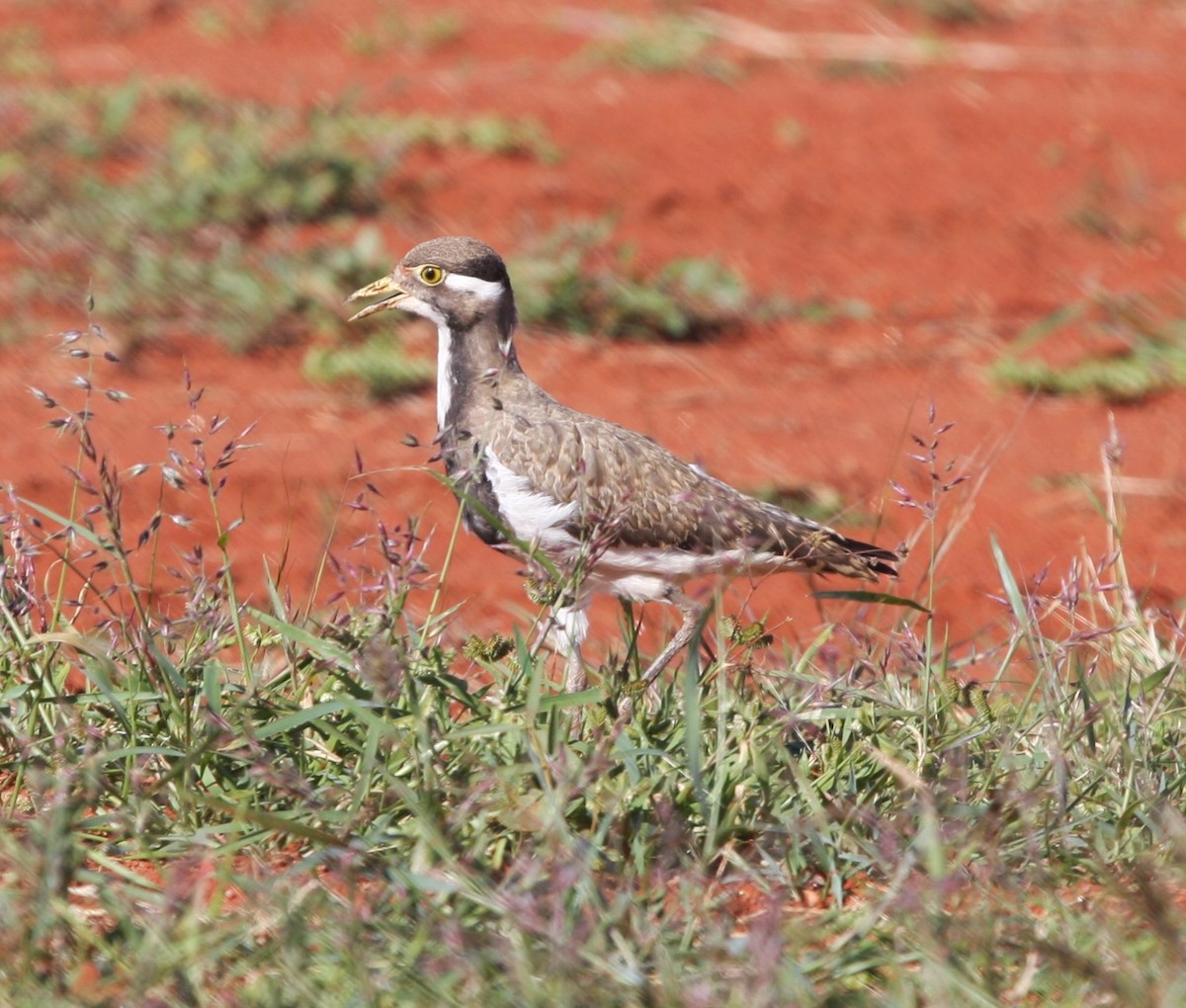Banded Lapwing - ML81829691