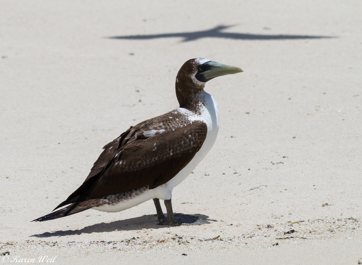 Masked Booby - ML81830701