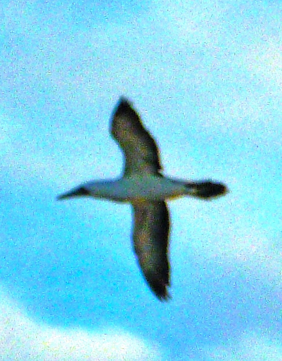Masked Booby - ML81830911