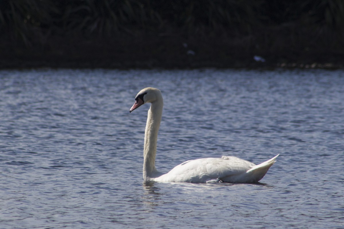 Mute Swan - Oscar Thomas