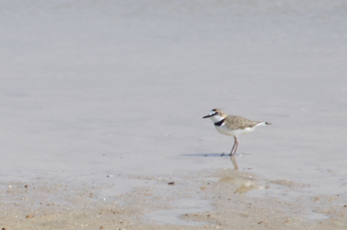 Collared Plover - ML81831481