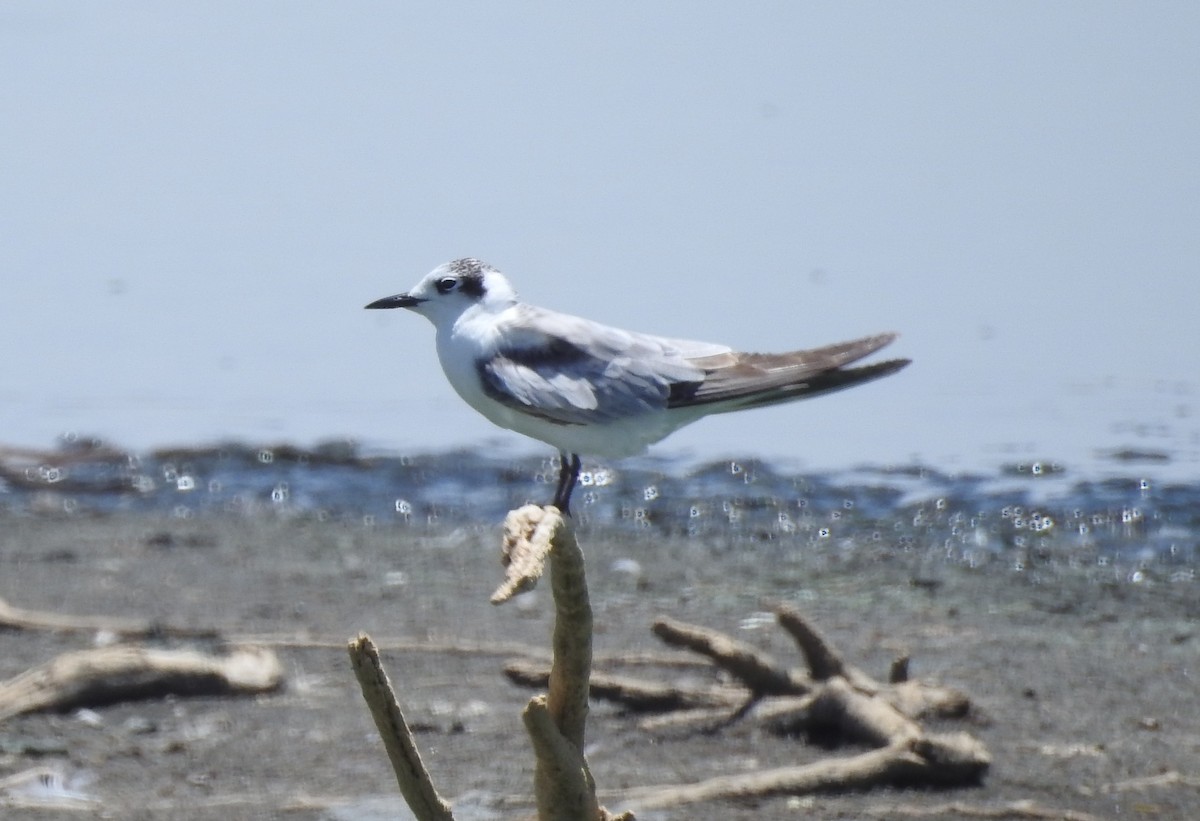 White-winged Tern - ML81831581