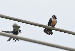  - Black-thighed Falconet