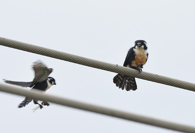 falconet bird