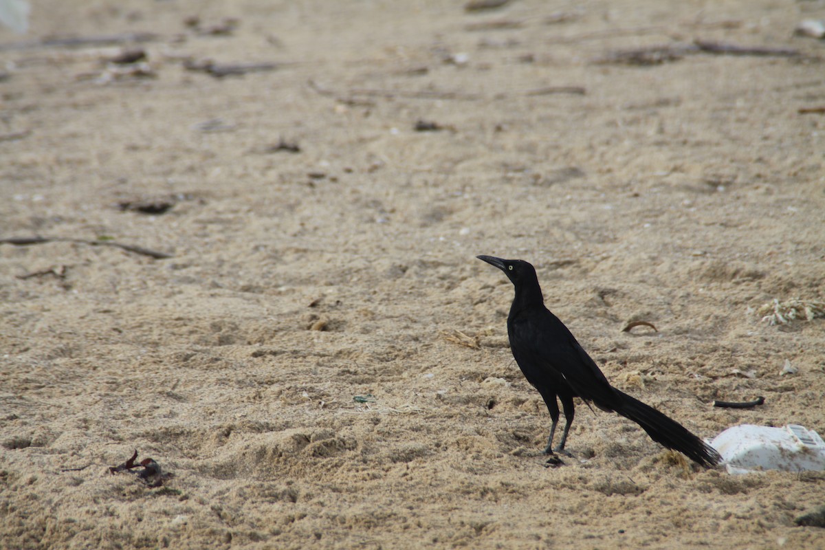 Great-tailed Grackle - ML81831881