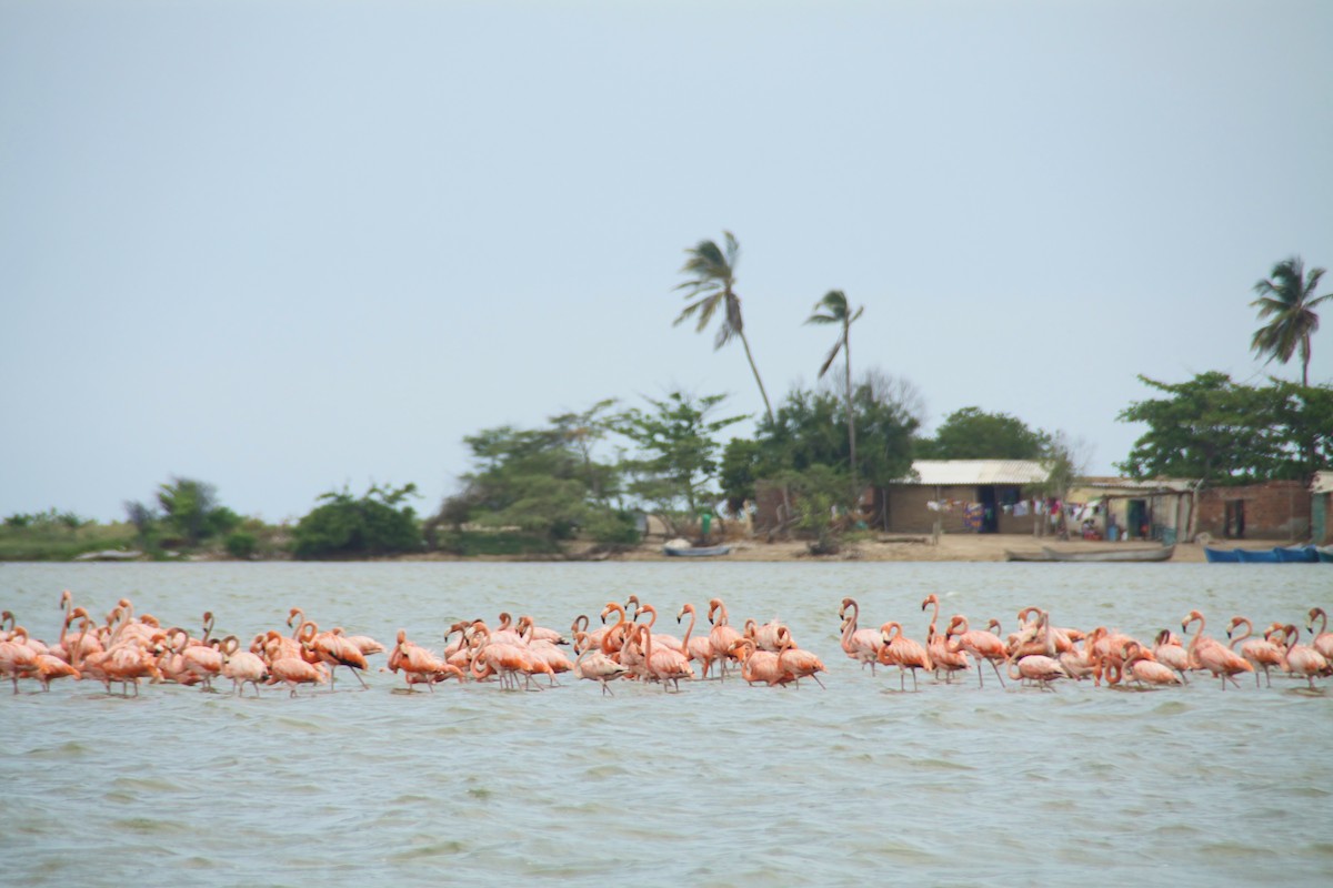 American Flamingo - ML81831961