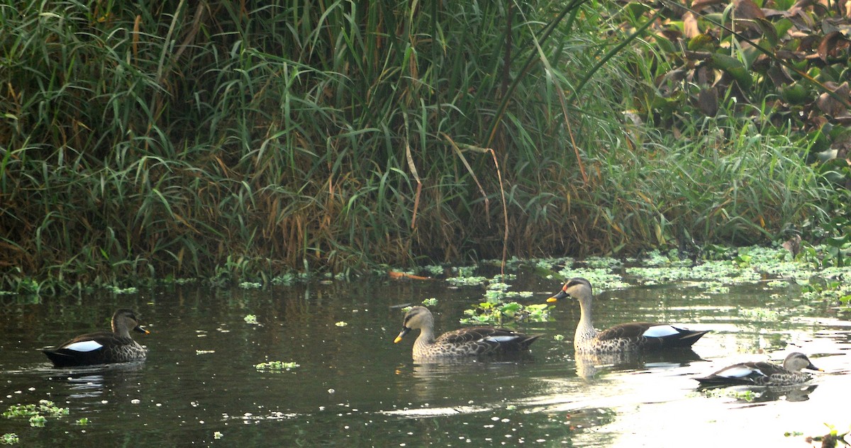 Indian Spot-billed Duck - Janardhan Uppada