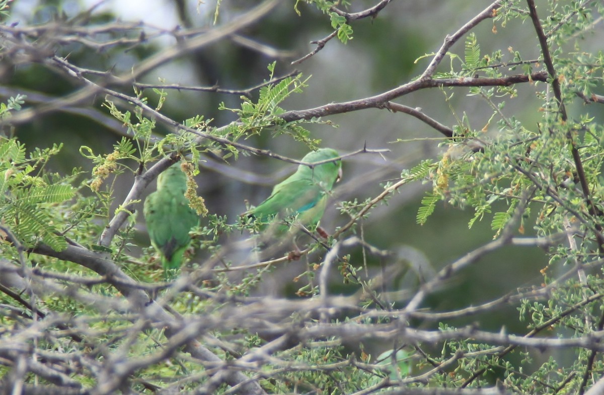 Green-rumped Parrotlet - Leo Damrow