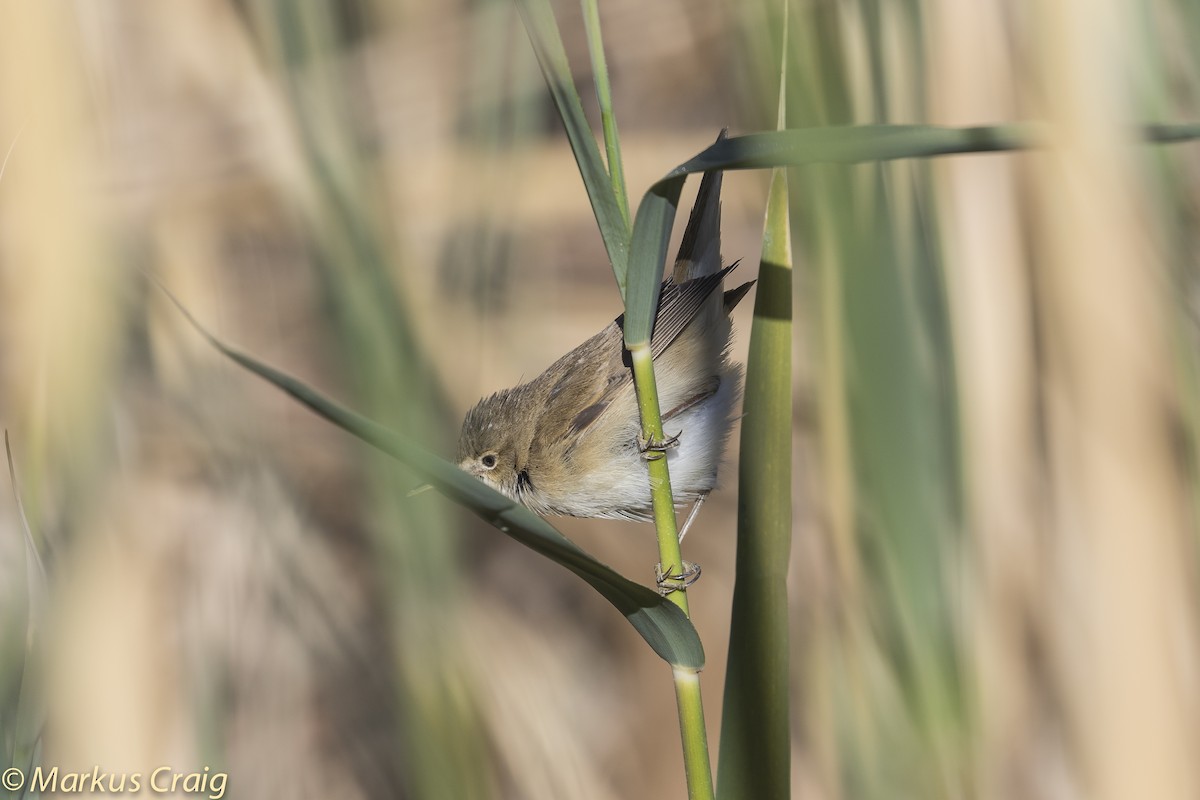 Common Reed Warbler (Caspian) - Markus Craig