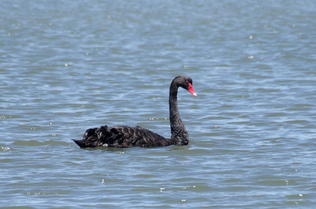 Black Swan - ML81832531