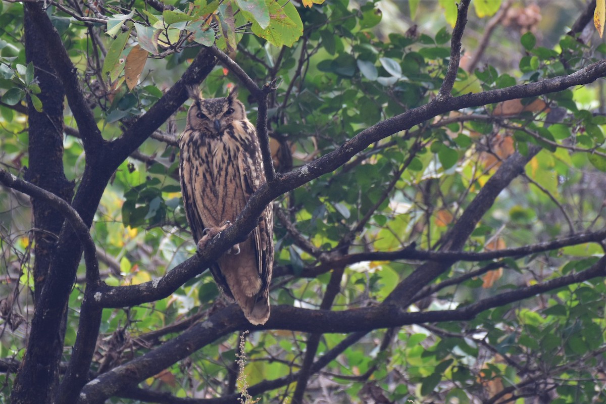 Rock Eagle-Owl - AVINASH SHARMA