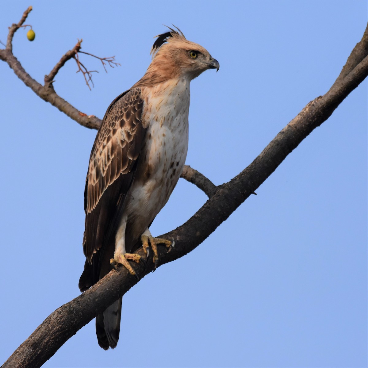 Changeable Hawk-Eagle (Crested) - AVINASH SHARMA