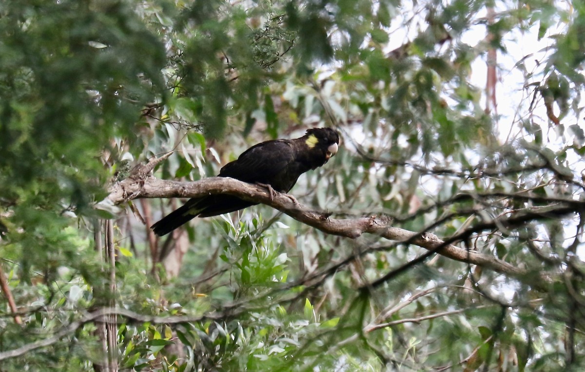 Yellow-tailed Black-Cockatoo - Rebecca Koch
