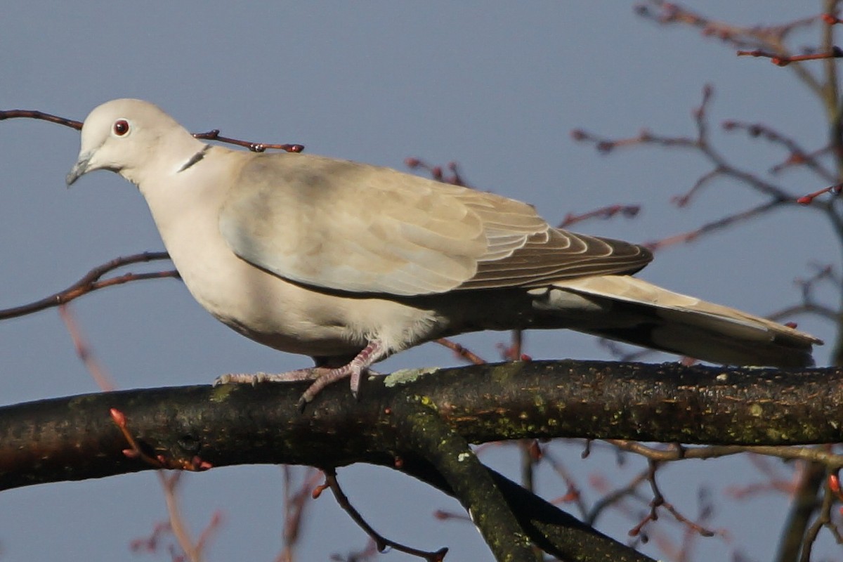 Eurasian Collared-Dove - ML81835291