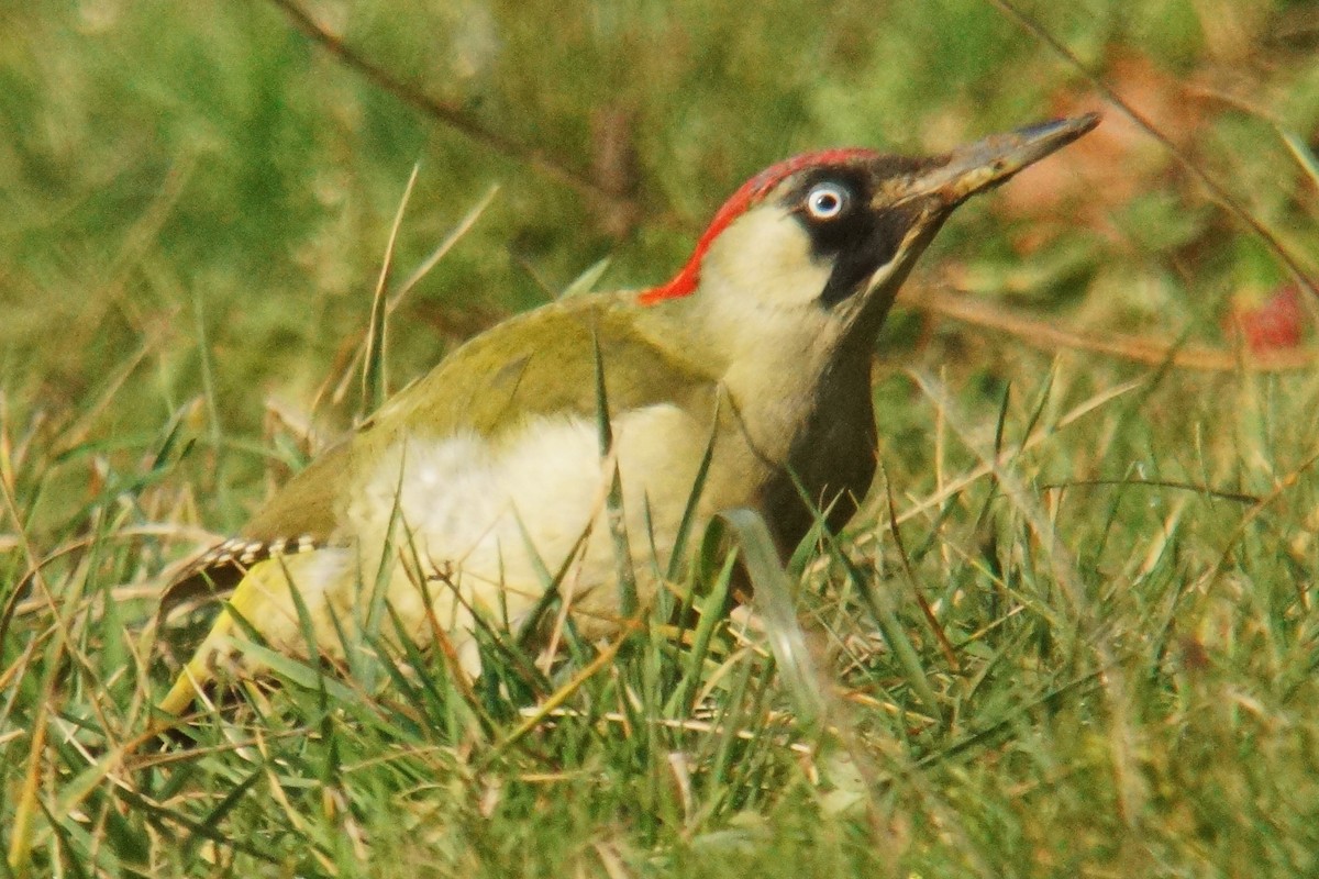 Eurasian Green Woodpecker - ML81835401