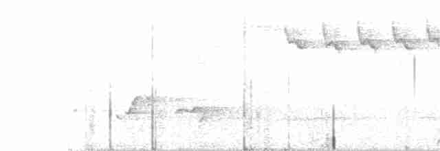 Белокрылая питта - ML81835531