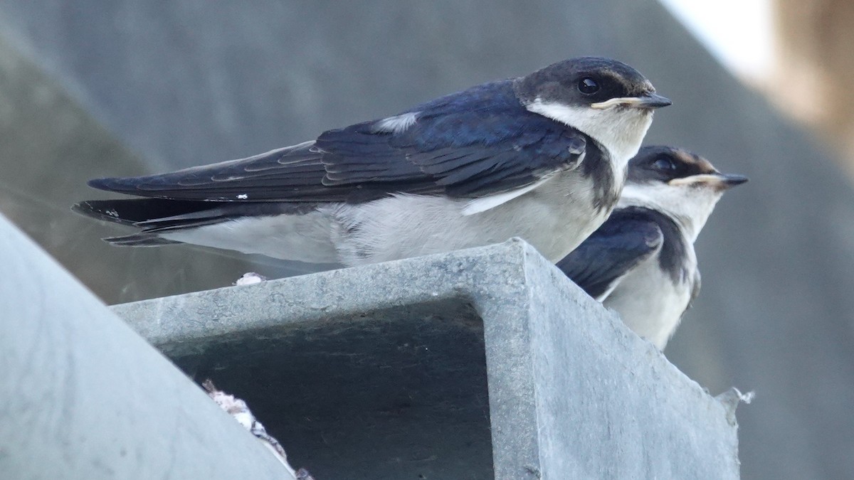 White-throated Swallow - Ronald Breteler
