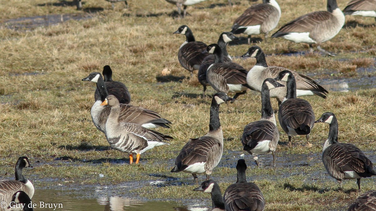 Greater White-fronted Goose - Guy de Bruyn