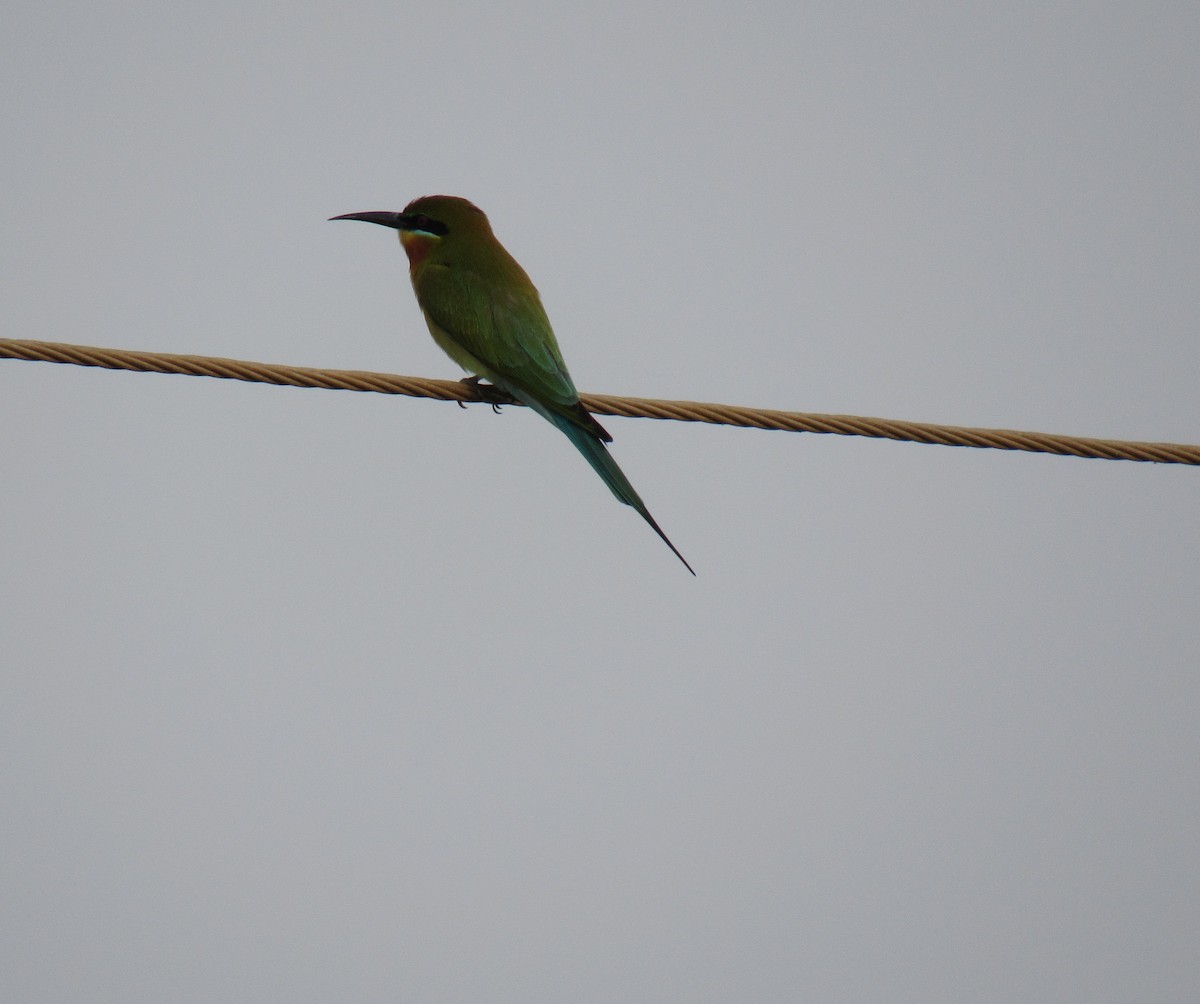 Blue-tailed Bee-eater - ML81843111