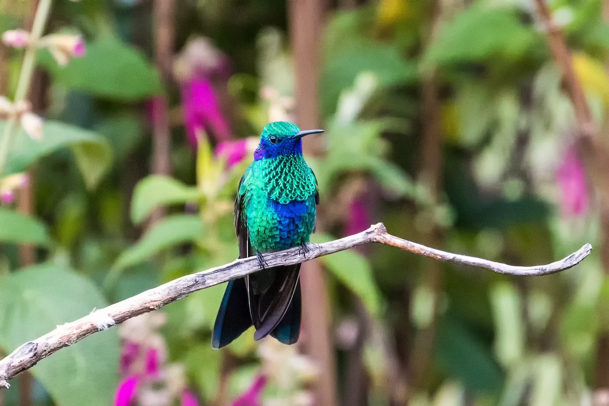 kolibřík modrolící - ML81843371