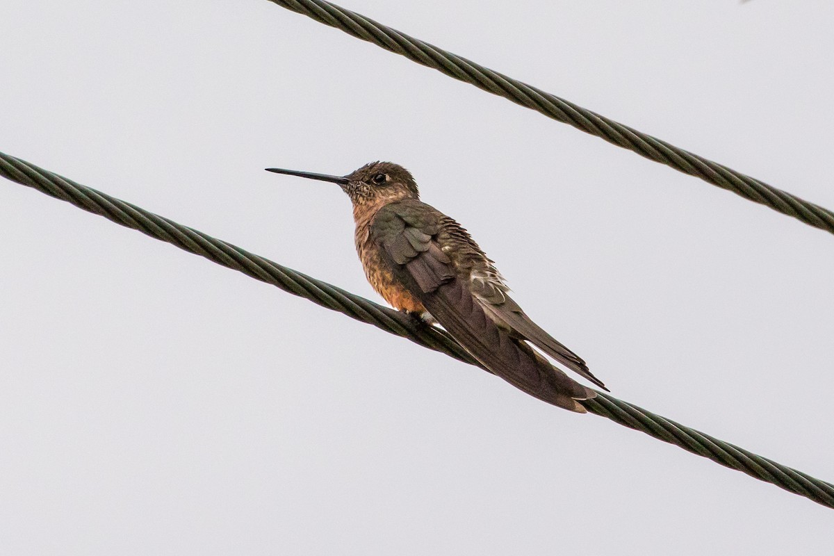 Giant Hummingbird - graichen & recer