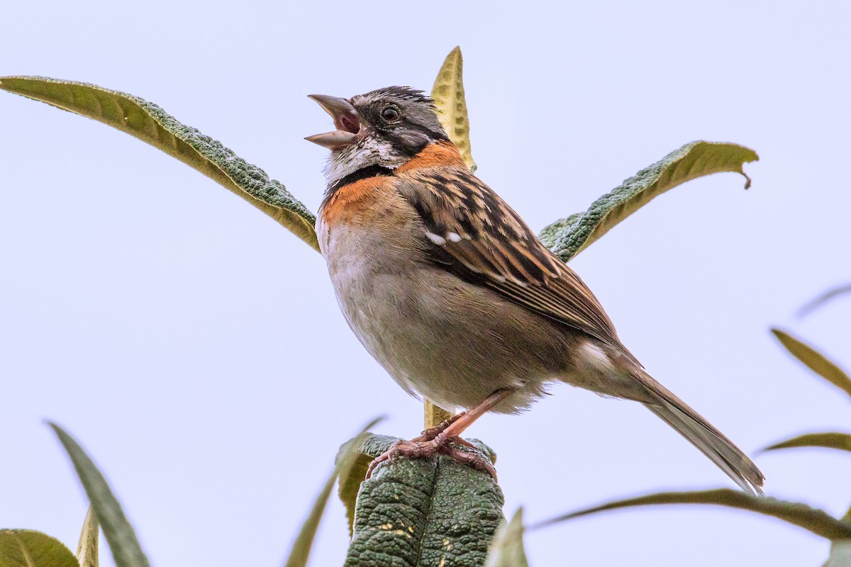 Rufous-collared Sparrow - ML81843491
